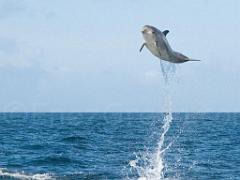129 ILE DE MOLENE_000021